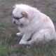 Kutya Chow-chow