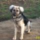 Kutya Leonberger