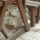 Kutya Samoyede