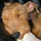 Kutya Welsh terrier