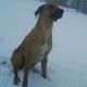 Kutya Rhodesian Ridgeback