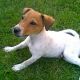 Kutya Terrier
