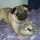 Stich, Mops