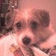 Kutya Bichon frise