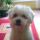 Joey, Bichon bolognese