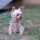 Juszi, Yorkshire terrier