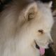 Kutya Samoyede
