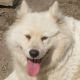 Kutya Samoyede