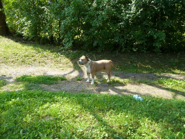 Amerikai staffordshire terrier