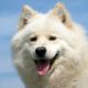 Kutya Samoyede