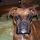 Fanta, Boxer