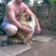Kutya Chow-chow