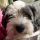 Szemi, Bichon havanese