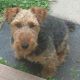 Kutya Welsh terrier