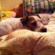 Kutya Parson Jack Russel