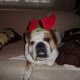 Kutya Bulldog