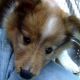 Kutya Sheltie