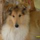 Kutya Bearded collie