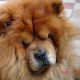 Kutya Chow-chow