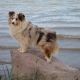 Kutya Sheltie