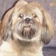 Kutya Lhasa-apso