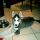 Leon, Husky