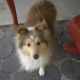 Kutya Sheltie