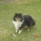 Kutya Sheltie