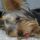 Suzy, Yorkshire terrier