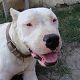 Kutya Argentin dog