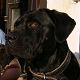 Kutya Cane corso