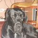Kutya Cane corso