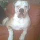 Kutya Amerikai bulldog