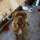 Kutya Bordeaux-i dog