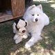 Kutya Samoyede