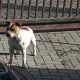 Kutya Staffordshire bullterrier