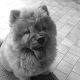 Kutya Chow-chow