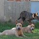 Kutya Staffordshire bullterrier