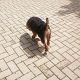 Kutya Welsh terrier