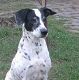 Kutya Dalmata