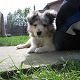 Kutya Collie