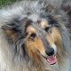 Kutya Collie