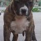 Kutya Staffordshire bullterrier
