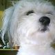 Kutya Coton de tulear
