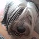 Kutya Tibeti terrier