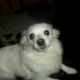 Kutya Spitz