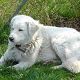 Kutya Kuvasz