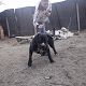 Kutya Cane corso