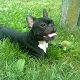 Kutya Boston terrier