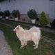 Kutya Samoyede